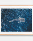 Ningaloo, WA. Aerial photography print by Salty Wings in a Raw Oak Deep Set Frame, landscape (SW2288)