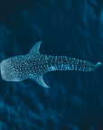SW2304 - Ningaloo