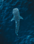SW2304 - Ningaloo