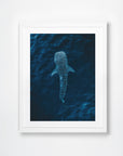 Ningaloo, WA. Aerial photography print by Salty Wings in a white Classic Frame, portrait (SW2304)