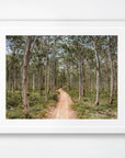 Boranup Forest, Margaret River Region, WA. Aerial photography print by Salty Wings in a white Classic Frame, landscape (SW2503)