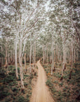 SW2171 - Boranup Forest