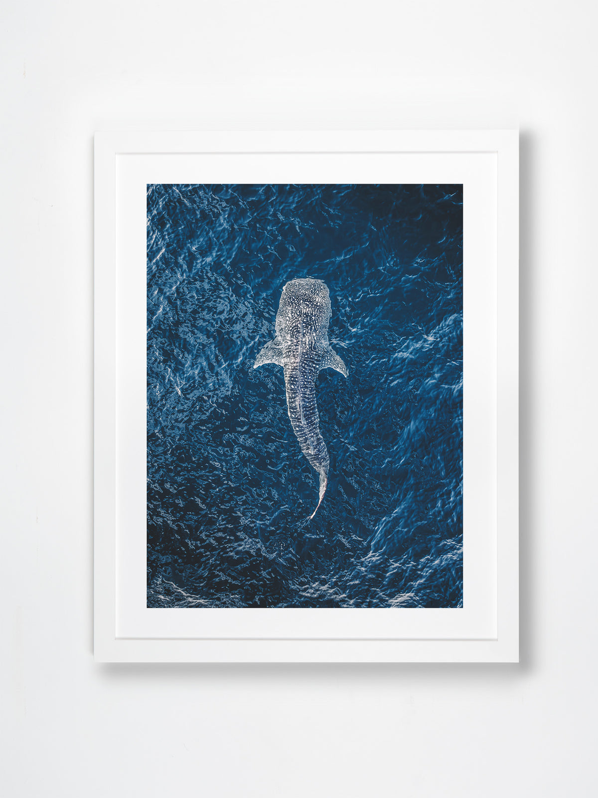 Ningaloo, WA. Aerial photography print by Salty Wings in a white Classic Frame, portrait (SW2288)
