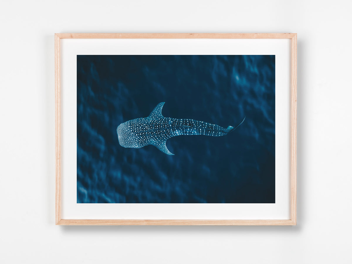 Ningaloo, WA. Aerial photography print by Salty Wings in a Raw Oak Deep Set Frame, landscape (SW2304)