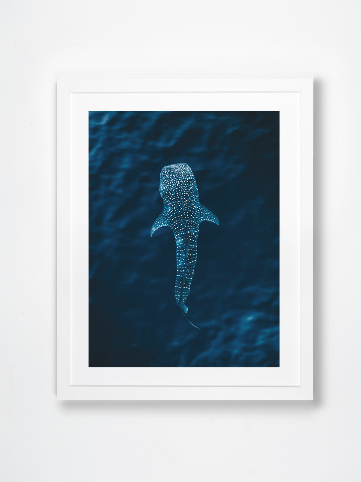 Ningaloo, WA. Aerial photography print by Salty Wings in a white Classic Frame, portrait (SW2304)