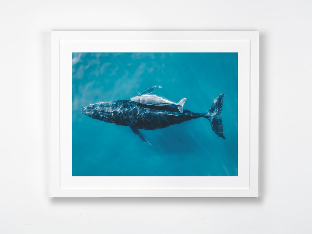 Skennars Head, Lennox Head, Northern Rivers, NSW. Aerial photography print by Salty Wings in a white Classic Frame, landscape (SW2342)