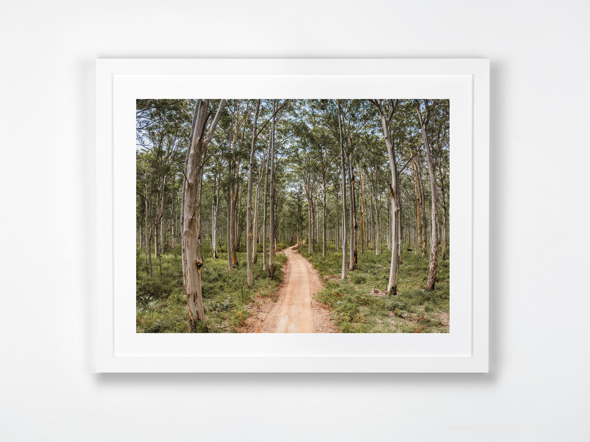 Boranup Forest, Margaret River Region, WA. Aerial photography print by Salty Wings in a white Classic Frame, landscape (SW2503)
