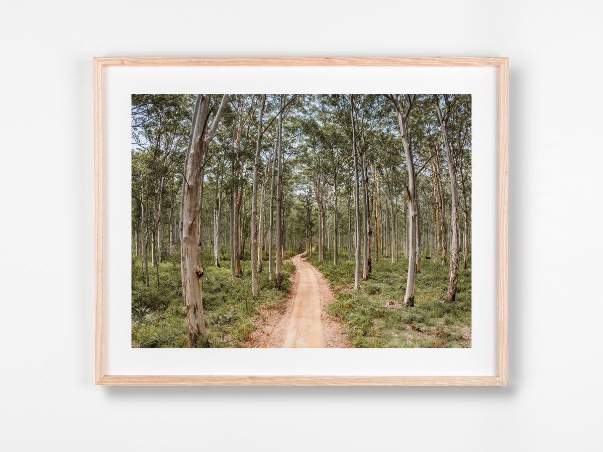 Boranup Forest, Margaret River Region, WA. Aerial photography print by Salty Wings in a Raw Oak Deep Set Frame, landscape (SW2503)
