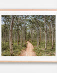Boranup Forest, Margaret River Region, WA. Aerial photography print by Salty Wings in a Raw Oak Deep Set Frame, landscape (SW2503)