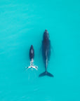 salty wings whale karratha dampier archipelago dolphin pilbara helicopter