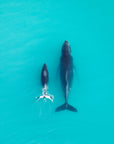 salty wings whale karratha dampier archipelago dolphin pilbara helicopter