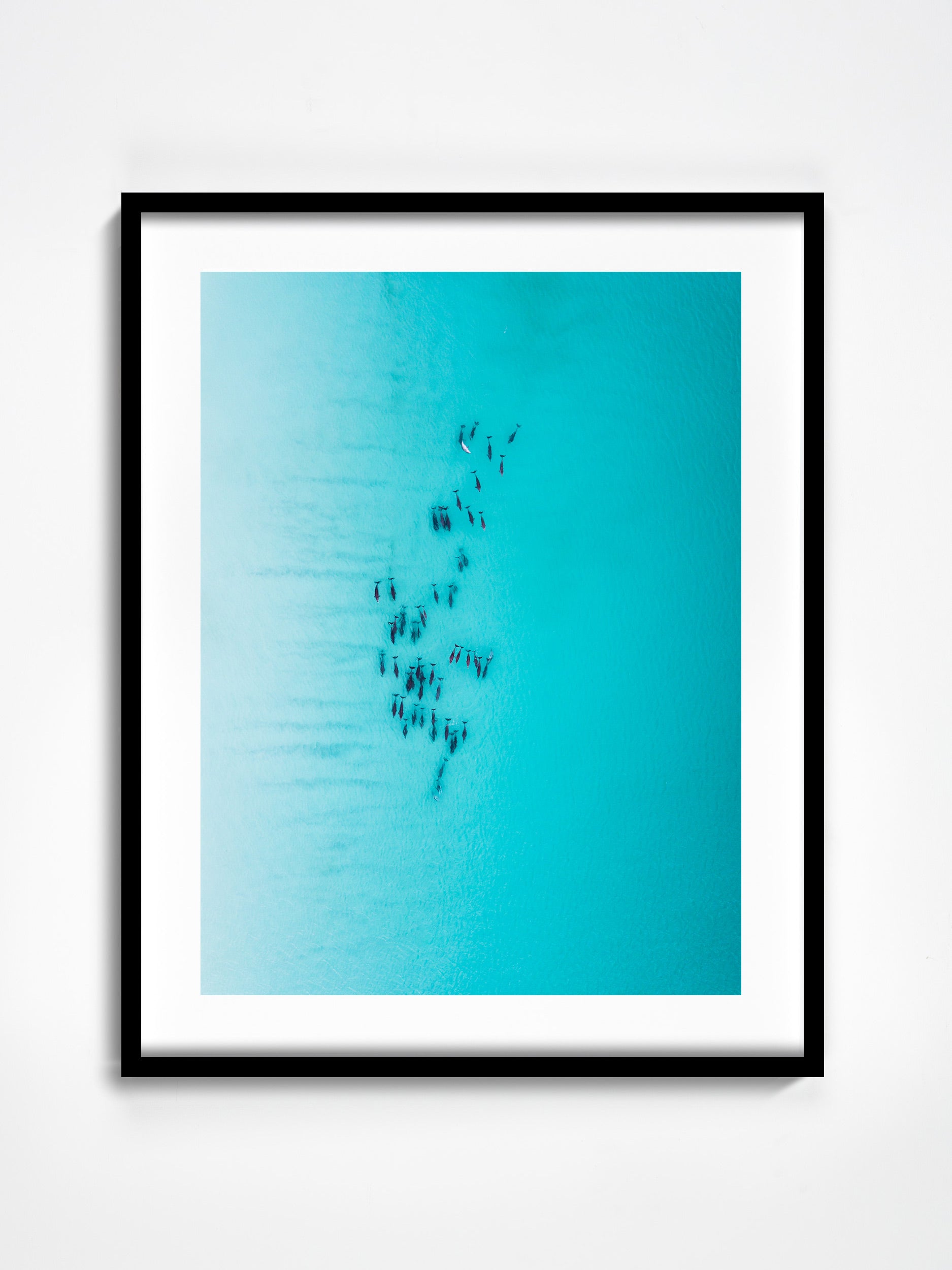 SW0268 - Esperance Dolphins
